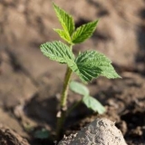 Kako razmnožiti popravne maline